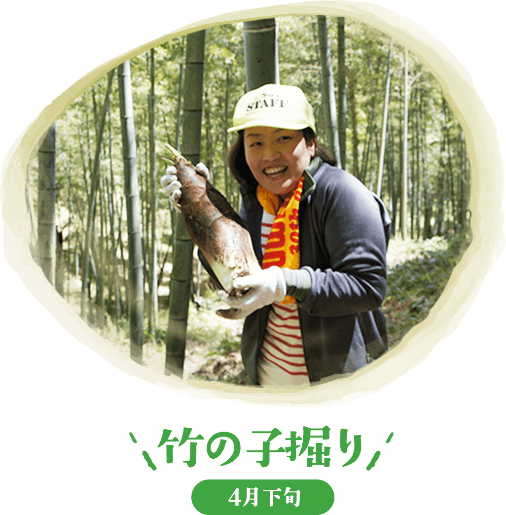 竹の子掘り
