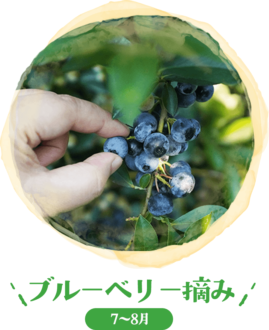 ブルーベリー摘み