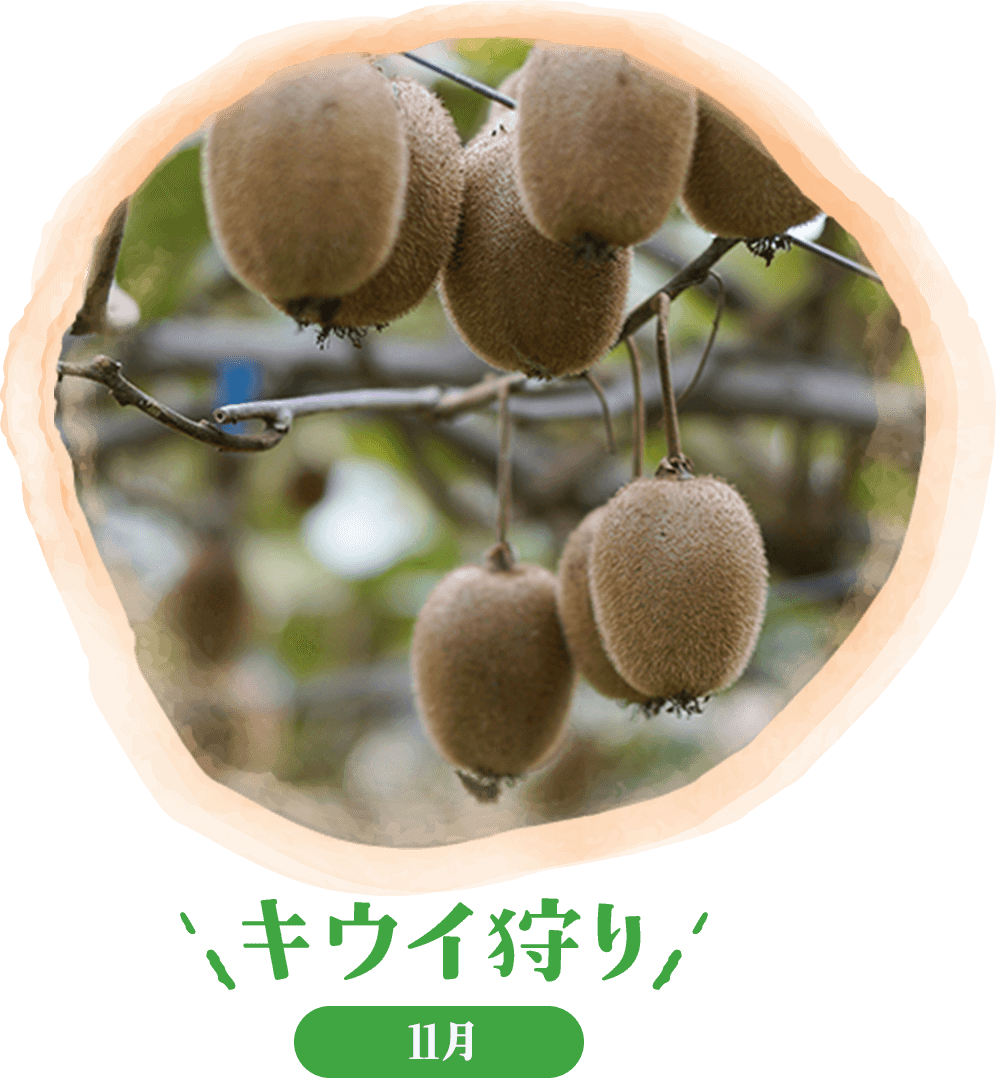 キウイ狩り